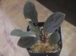 画像1: Homalomena sp. "Laputa" from Batang Toru【AZ0425-9】