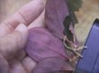 画像4: Homalomena sp. "Laputa" from Batang Toru【AZ0425-9】