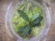 画像3: Bucephalandra sp. "彩雲" from Kapuas【AZX0420-12】