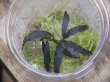 画像1: Bucephalandra sp. "Sintang 2D" from Sintang【HW0220-04】