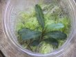 画像2: Bucephalandra sp. "彩雲" from Kapuas【AZX0420-12】