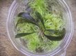 画像3: Bucephalandra sp. "Kanowit" Sarawak【TB】