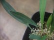 画像2: Homalomena sp. "Narrow leaf" from Sibolga timur【AZ0425-4】