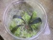画像1: Bucephalandra sp. "Kanowit" Sarawak【TB】