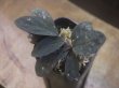 画像2: Homalomena sp. "Laputa" from Batang Toru【AZ0425-9】