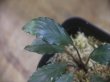 画像2: Piptospatha sp. from Ng Pinoh【AZ0425-3】