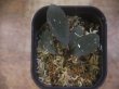 画像3: Homalomena sp. "Laputa" from Batang Toru【AZ0425-9】