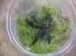 画像2: Bucephalandra sp. "Sintang 3D" from Sintang【HW0220-04】