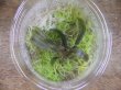画像3: Bucephalandra sp. "Kanowit" Sarawak【TB】