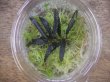 画像3: Bucephalandra sp. "Sintang 2D" from Sintang【HW0220-04】