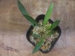 画像3: Homalomena sp. "Narrow leaf" from Sibolga timur【AZ0425-4】