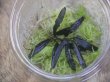 画像2: Bucephalandra sp. "Sintang 2D" from Sintang【HW0220-04】