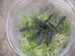 画像2: Bucephalandra sp. "Sintang 3D" from Sintang【HW0220-04】