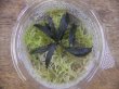 画像3: Bucephalandra sp. "Sintang 2D" from Sintang【HW0220-04】