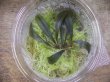 画像3: Bucephalandra sp. "Kanowit" Sarawak【TB】