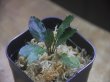 画像1: Piptospatha sp. from Ng Pinoh【AZ0425-3】