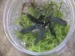 画像2: Bucephalandra sp. "Sintang 3D" from Sintang【HW0220-04】