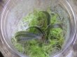 画像2: Bucephalandra sp. "Kanowit" Sarawak【TB】