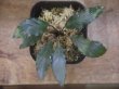 画像3: Piptospatha sp. from Ng Pinoh【AZ0425-3】
