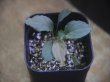 画像1: Homalomena humilis "type  RBR" from Pulau Lingga【HW0824-02】