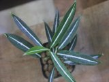 画像: Aglaonema vittatum from Pulau Lingga【HW0824-01】