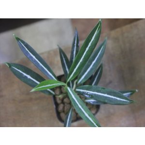 画像: Aglaonema vittatum from Pulau Lingga【HW0824-01】