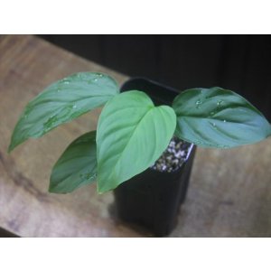 画像: Homalomena sp. from Padang Sidempuan【HW1123-06】