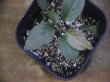 画像3: Homalomena humilis "type  RBR" from Pulau Lingga【HW0824-02】