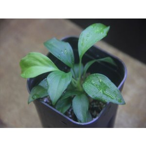 画像: Homalomena sp. from Danau Toba【HW0517-02】