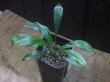 画像2: Homalomena "Narrow Leaf" from Riau Sumatera【HW0523-05】