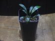 画像4: Homalomena sp. "Narrow Leaf" from Riau Sumatera【HW0523-05】