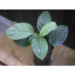 画像: Homalomena sp. "Hisoku" SGR from Padang Sidempuan【HW1123-06】