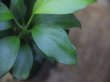 画像2: Homalomena sp. from Danau Toba【HW0517-02】