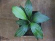 画像3: Homalomena sp. from Danau Toba【HW0517-02】