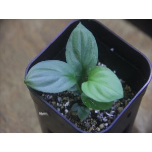 画像: Homalomena sp. "Hisoku" SGG from Padang Sidempuan【HW1123-06】Wf1(13)