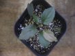 画像2: Homalomena humilis "type  RBR" from Pulau Lingga【HW0824-02】