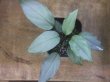 画像2: Homalomena humilis "Shirogane SGR" from Pulau Lingga【HW0824-04】