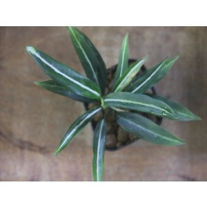 画像: Aglaonema vittatum from Pulau Lingga【HW0824-01】