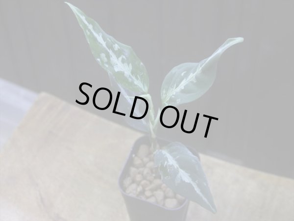 画像2: Aglaonema pitum "TG-7" from Tigalingga【HW1123-01g】No.13
