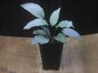 画像4: Homalomena humilis "Shirogane SGR" from Pulau Lingga【HW0824-04】