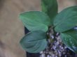 画像3: Homalomena sp. "type GR" from Pulau Lingga【HW0824-5】