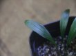 画像3: Homalomena sp. "Narrow Leaf" from Riau Sumatera【HW0523-05】