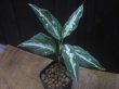 画像2: Aglaonema pitum "TG-3" from Tigalingga【HW1123-01c】No.12