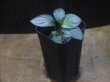 画像4: Homalomena sp. "Hisoku" SGR from Padang Sidempuan【HW1123-06】Wf1(21)