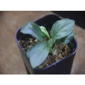 画像: Homalomena humilis "Shirogane SGG" from Pulau Lingga【HW0824-04】