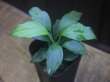 画像1: Homalomena sp. from Danau Toba【HW0517-02】