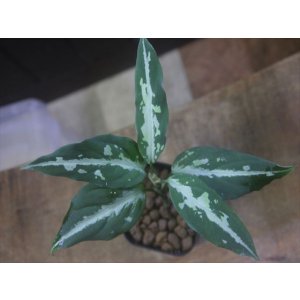 画像: Aglaonema pitum "TG-3" from Tigalingga【HW1123-01c】No.12