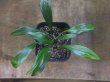 画像1: Homalomena "Narrow Leaf" from Riau Sumatera【HW0523-05】
