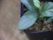 画像3: Homalomena humilis "Shirogane SGG" from Pulau Lingga【HW0824-04】
