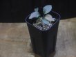 画像4: Homalomena humilis "type  RBR" from Pulau Lingga【HW0824-02】